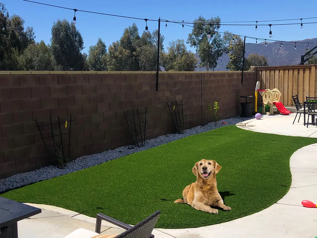 Pet-friendly backyard lawn